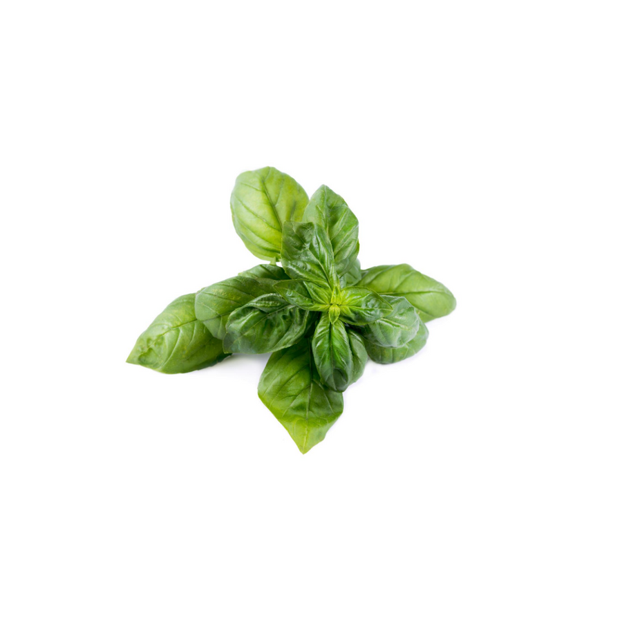 Fresh Basil Herb