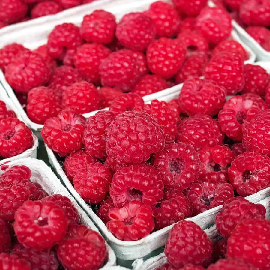 Fresh Raspberries 6oz Pack